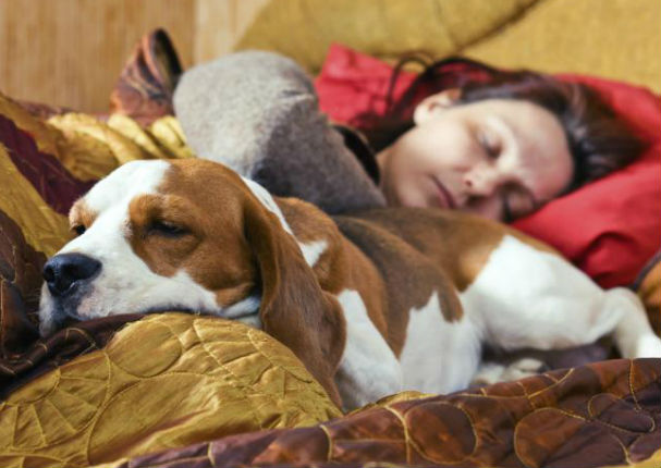 Estudios afirman que dormir con tu mascota mejora tu estado emocional