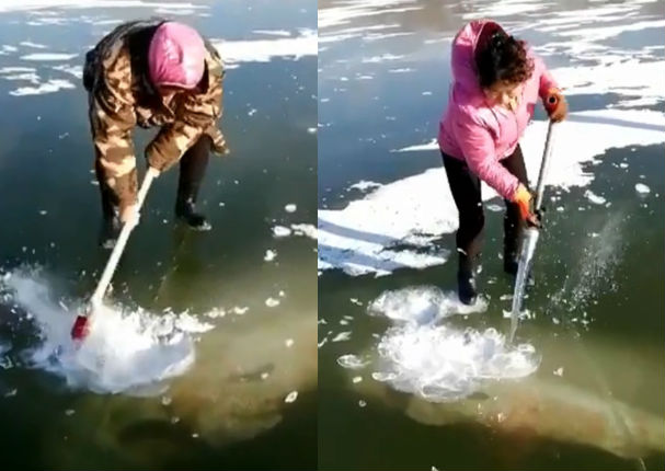 Intentan rescatar a extraño pez congelado pero el final sorprendió a todos (VIDEO)
