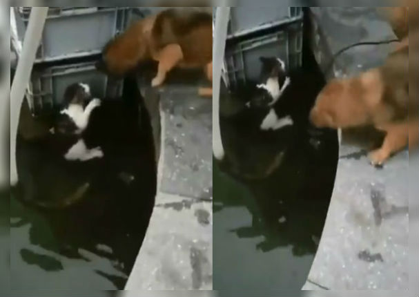 Viral: Perro arriesga su vida para salvar a indefenso gatito (VIDEO)