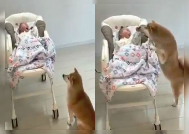 Perrito sorprende al mundo por su 'habilidad' para tranquilizar a un bebé (VIDEO)