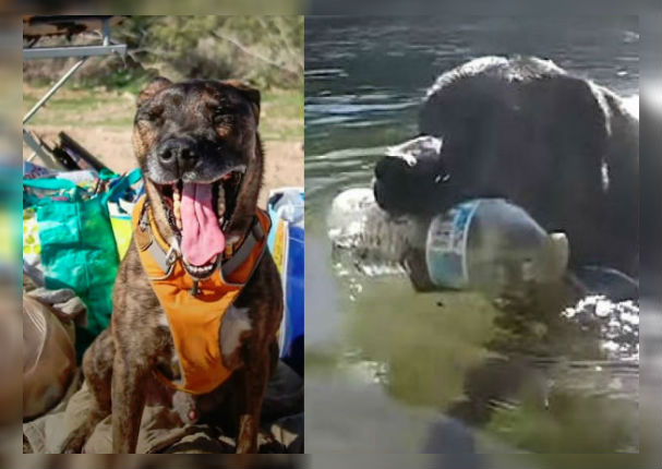 Facebook: Perro amante del reciclaje limpia ríos y parques (VIDEO)