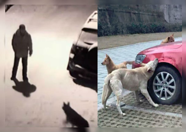 Hombre patea a un perro callejero sin imaginar que se vengarían de él (FOTOS)