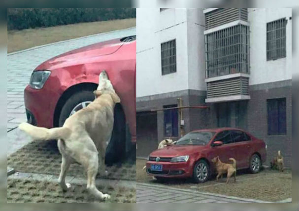 Hombre patea a un perro callejero sin imaginar que se vengarían de él (FOTOS)