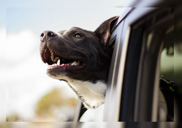 ¿Cómo saber si tu mascota sufre golpe de calor?