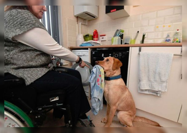 Perrito aprendió tareas domésticas para ayudar a su dueña en silla de ruedas