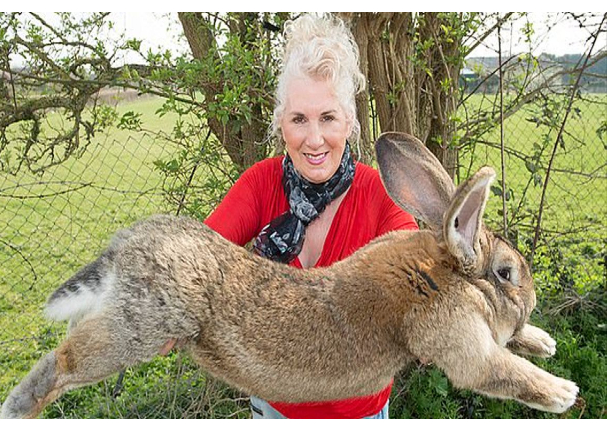 Reino Unido: Denuncia robo del “Conejo más grande del mundo”