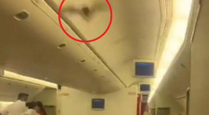 Murciélago hace aterrizar avión en la India | VIDEO