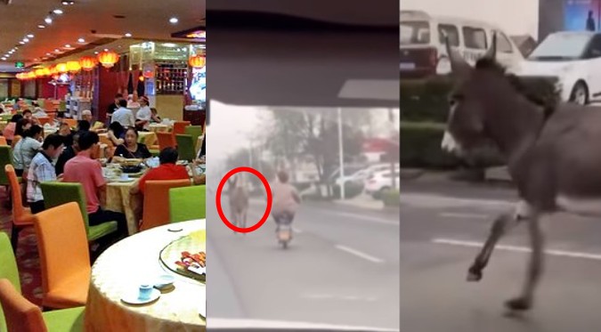Burro se escapa antes de ser cocinado en restaurante chino | VIDEO