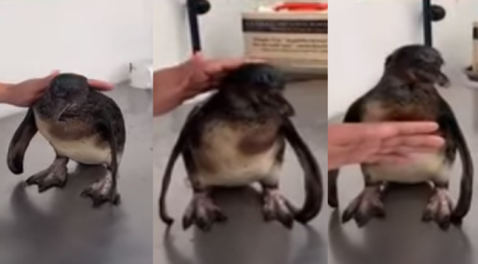 Pingüino de Humboldt es rescatado del derrame de petróleo | VIDEO