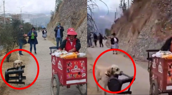 Perú: Perrito 'se gana la vida' ayudando a vender helados | VIDEO