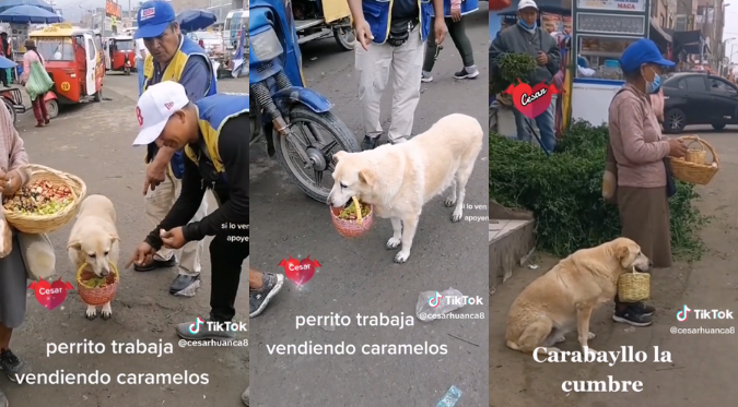 MASCOTA CONMUEVE en REDES SOCIALES al AYUDAR a su DUEÑA a VENDER CARAMELOS en las CALLES | VIDEO