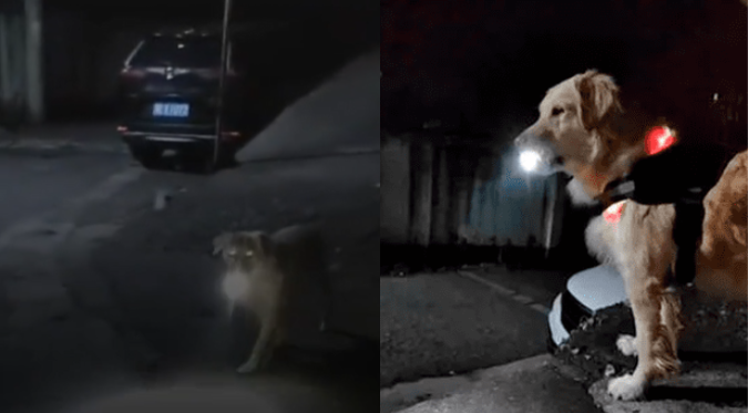 PERRITO ESPERA a su DUEÑA con UNA LINTERNA TODAS LAS NOCHES PARA GUIARLA a SU CASA:  “Ilumina su camino” | VIDEO