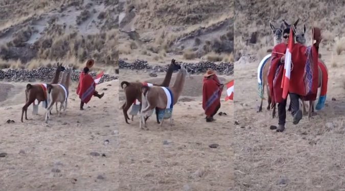 JOVEN REALIZA DESFILE por FIESTAS PATRIAS con SUS DOS LLAMAS y EMOCIONA a USUARIOS: “Orgullo peruano” | VIDEO