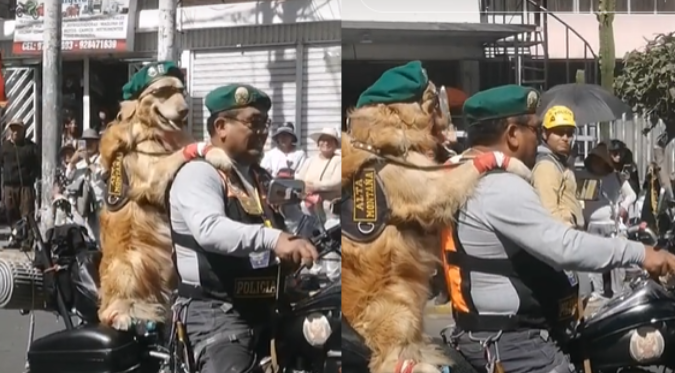 TIERNO PERRITO SE VOLVIÓ la 'ESTRELLA' en DESFILE por FIESTAS PATRIAS en AREQUIPA: “Hermoso Firulais” | VIDEO