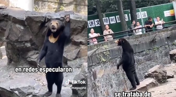 ¿UNA PERSONA DISFRAZADA?: OSO GENERA POLÉMICA por ASPECTO EXTREMADAMENTE PARECIDO al de un HUMANO | VIDEO