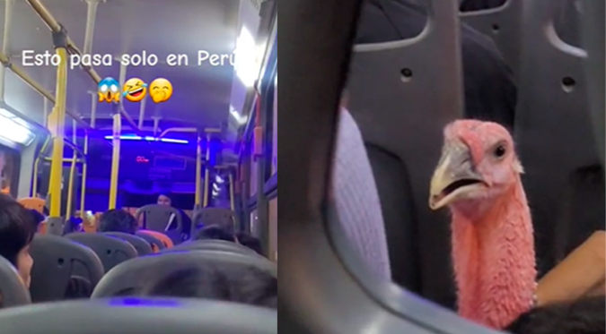 ¡SÓLO PASA EN PERÚ! CAPTAN a PAVO VIAJANDO en BUS y USUARIOS REACCIONAN: “Ya se siente la Navidad”