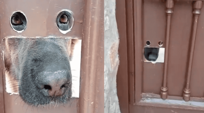 PERRO TIENE PARTICULAR VENTA en la PUERTA de SU CASA y USUARIOS REACCIONAN: “Todo a su medida”