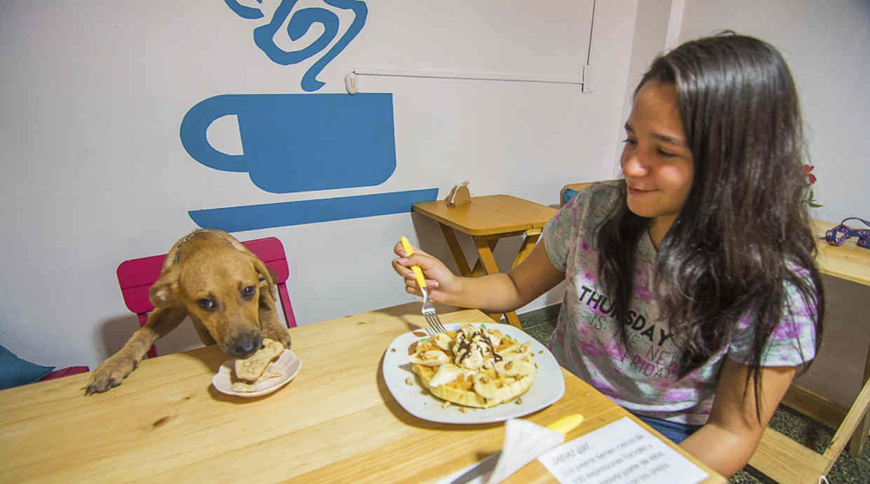 6 cafeterías de Lima en las que tus mascotas son bienvenidas