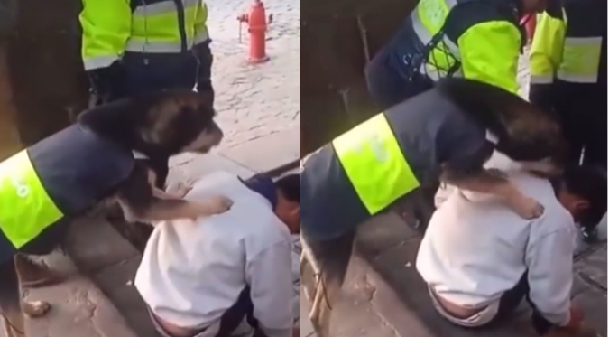 PERRO SERENAZGO SORPRENDE AL INTENTAR DESPERTAR a JOVEN EBRIO en CUSCO: “Hasta Firulais trabaja” | VIDEO