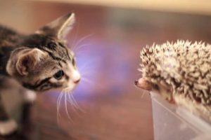 Nueva sensación de Youtube: Tierno gatito conoce a un erizo – VIDEO