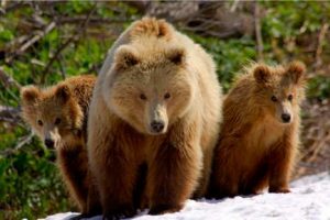 Esto sería lo que verías si fueses devorado por un oso – VIDEO