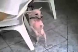 Conoce al perrito salsero, la nueva sensación del Internet – VIDEO