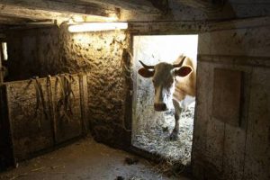 Hombre muere tras ser aplastado por una vaca mientras dormía