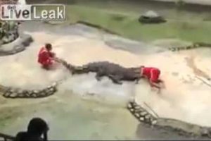Tailandia: Cocodrilo ataca a domador durante show – VIDEO
