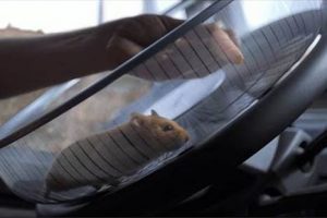 Hámster sorprende con su talento para manejar un camión – VIDEO