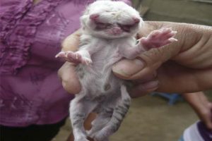 Insólito: hallan gato con tres cabezas en Piura