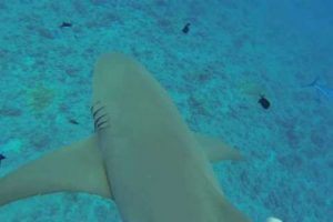 Hombre cumplió el sueño de su vida: abrazar a un tiburón