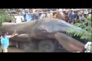 Hallan extraña criatura marina  – VIDEO
