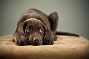 Aprenda cómo cuidar a sus perros del sonido de los cohetones