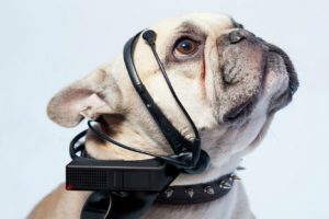 Inventan traductor de ladridos para entender a los perros -VIDEO