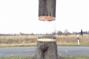 El árbol fantasma, un divertida ilusión óptica – VIDEO
