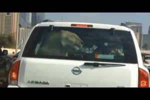 De película: hombre transportaba un león en la maletera de su auto-VIDEO