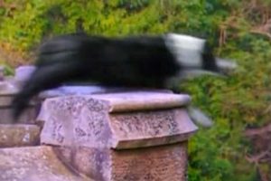 Increíble: Perros se suicidan en Escocia -VIDEO