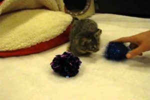 Video de tierno gatito se vuelve viral en las redes sociales -VIDEO