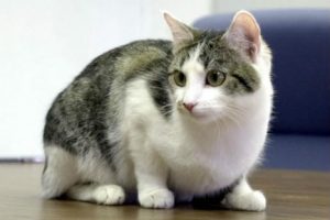 Mujer mató a su gato y fue condenada a prisión