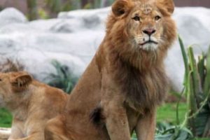 El Parque de Las Leyendas festejó sus bodas de oro