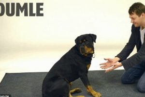 Divertido: ¿cómo reaccionan los perros a la magia? -VIDEO