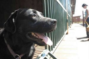 Insólito: Utilizan a perro como testigo en un juicio