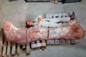 Fotos: Hallan fémur del dinosaurio más grande del planeta
