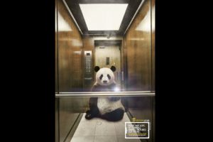Hermosas selfies de animales en peligro de extinción