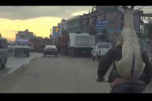 Cabra da ‘romántico’ paseo en bicicleta -VIDEO