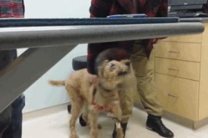 Conmovedor: Perrito que perdió la visión vuelve a ver