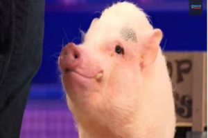 Conoce al cerdito que se ganó el show en un programa de televisión (VIDEO)