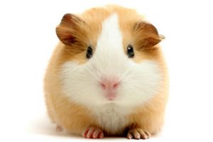 En Suiza alquilan a los cuyes como compañía de mascota
