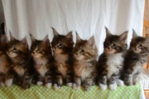 Mira los divertidos reflejos que tienen estos siete gatitos