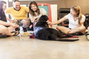 El adiós de Duke,  un perro enfermo de cáncer (FOTOS)